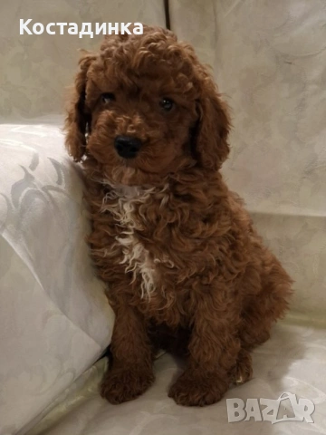 той пудели малки 