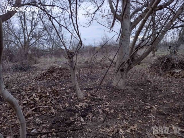 Орехови дървета за отсичане и изкупуване за материал, снимка 7 - Маси - 44356943