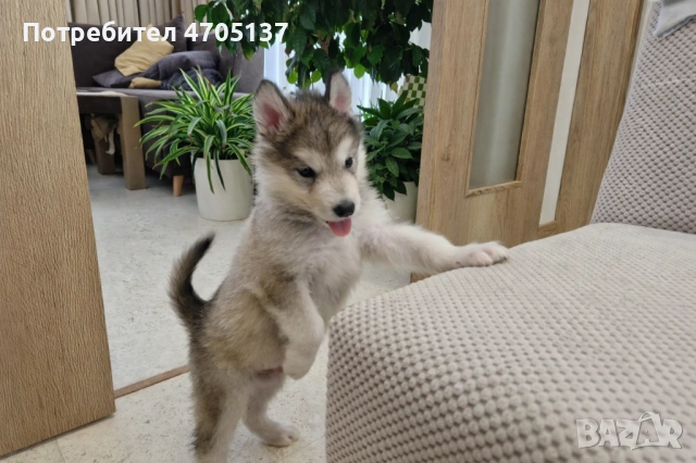 Прекрасен малък Аляски маламут търси своето семейство., снимка 2 - Хъски - 53056210