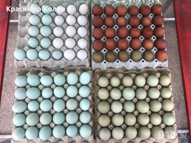 Разноцветни домашни яйца от различни породи кокошки за консумация и люпене, снимка 9