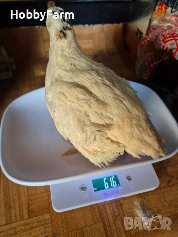 яйца от Бройлерен Пъдпъдък