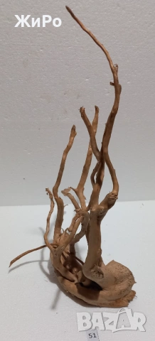 Корен от Азалия /декорация/ 51, снимка 3 - Други - 54102181