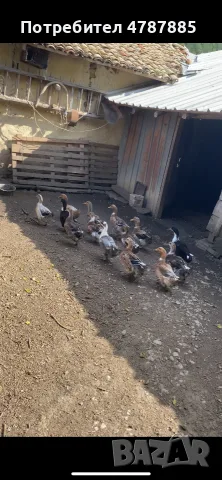 Продавам патици, снимка 3 - Патици и гъски - 56378785