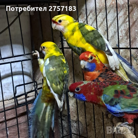 продавам пентова разела и страка , снимка 6 - Папагали - 53908375