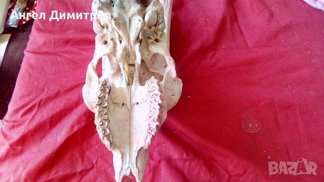 Череп от сръндак , снимка 10 - Антикварни и старинни предмети - 38115260