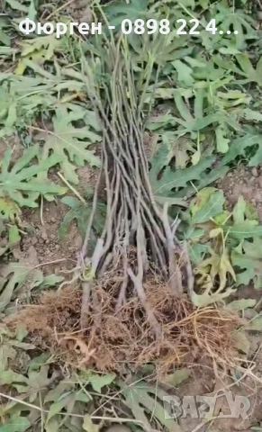 Смокиня  / Разсад Студоустойчиви - Налични 5 сорта, снимка 10 - Градински цветя и растения - 27289924