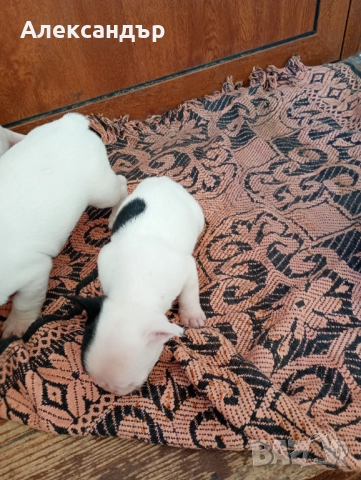 Френски булдог кученца , снимка 7 - Френски булдог - 52862844