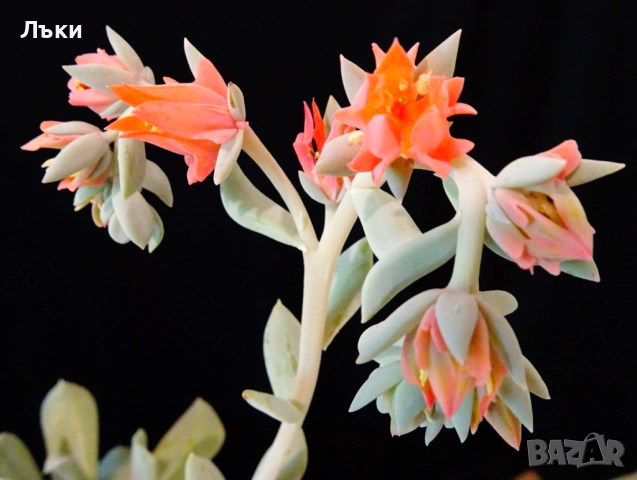 Сукулент Echeveria runionii Topsy Turvy в чаша . , снимка 8 - Стайни растения - 52674618