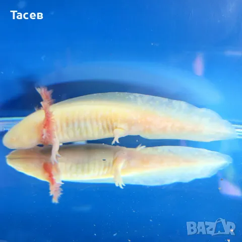 Аксолотъл голд 7см