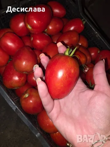 Домати Рома сорт Челси, снимка 2 - Домашни продукти - 55740077
