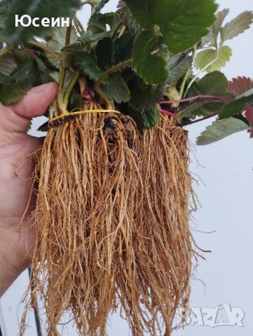 Разсад ягоди,къпини,касис., снимка 4 - Сортови семена и луковици - 27877155