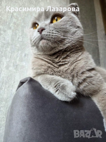 Шотландска клепоуха котка за разплод, снимка 2 - Други - 53959467