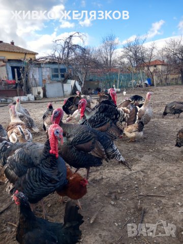  ПРОДАВАМ  ДОМАШНО ГЛЕДАНИ  ПУЙКИ ОТ 6 ПОРОДИ, снимка 6 - Кокошки и пуйки - 40039163