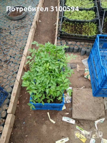 Продавам разсад от български сортове домати.