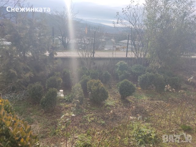 Продавам чемшири в Градински цветя и растения в гр. София - ID40003485 ...