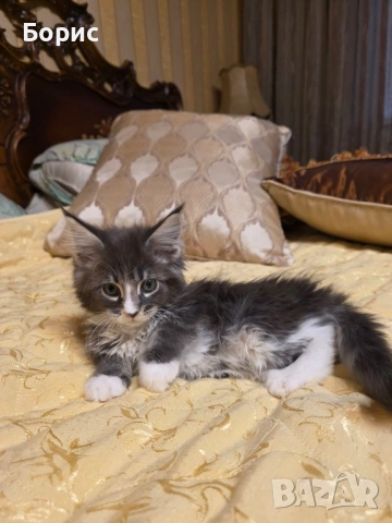 Мейн куун котета, снимка 3 - Мейн кун - 35075644