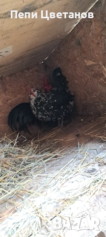 Джинки, снимка 3 - други­ - 53091954