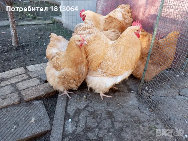 Яйца от орпингтон , снимка 4 - други­ - 49793617