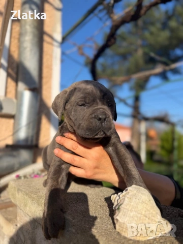 Кане корсо, снимка 7 - Кане корсо - 54104454