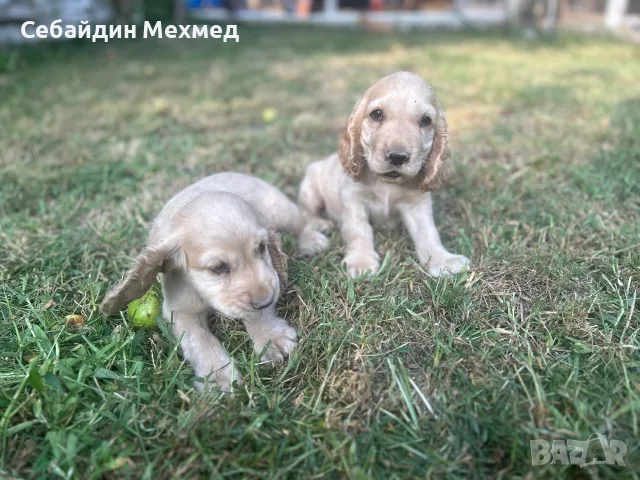 Кокер шпаниьол , момче и момиче с първа ваксина!, снимка 4 - Кокер шпаньол - 55783376
