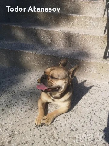 френски булдог женска. , снимка 9 - Френски булдог - 50194174