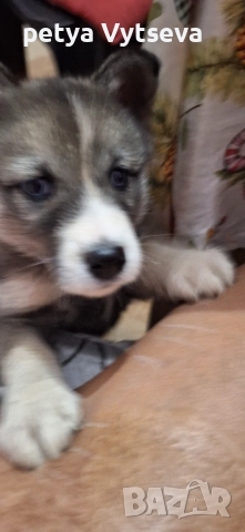 Продавам хьски, снимка 4 - Хъски - 52646455