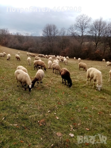 Продавам овце , снимка 7 - Овце - 52642928