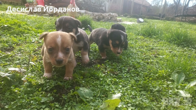 Джак Ръсел Териер, снимка 4 - Джак ръсел териер - 52733963