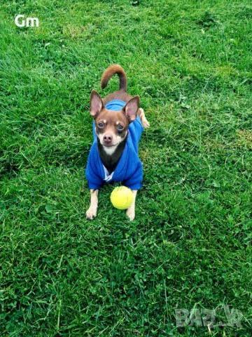 Пинчер си търси Дама , снимка 5 - Търси партньор - 51411072