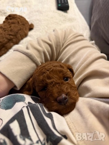 Момченце пудел/ male red poodle, снимка 9 - Пудели - 54227541