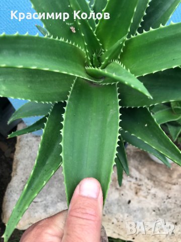 Алое катерещо, Aloe ciliaris, лечебни, декоративни, сухоустойчиви, снимка 1
