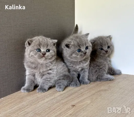 Чистокръвни сини британчета, снимка 9 - Британска късокосместа - 49778535