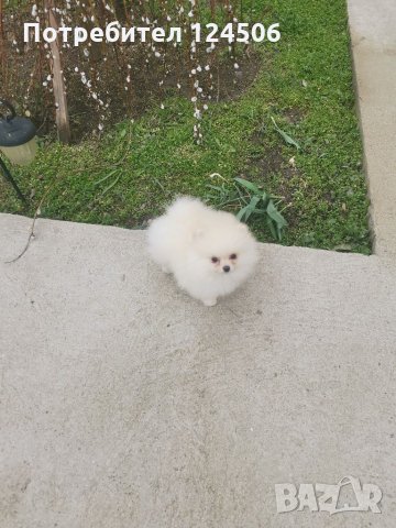 Померан, померанчета, мини померани, снимка 10 - Померан - 35048928
