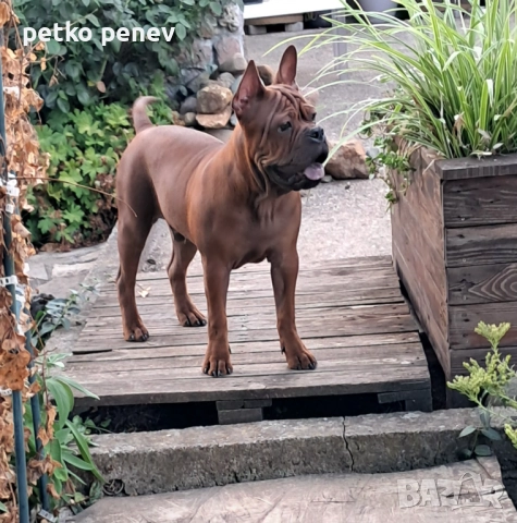 Чун цин китайски булдог, снимка 7 - Други - 50025524