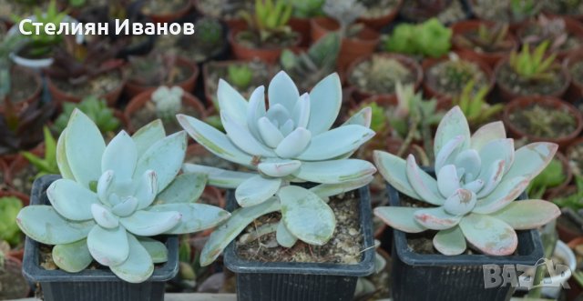 Пахиверия (×Pachyveria ‘Powder Puff’)