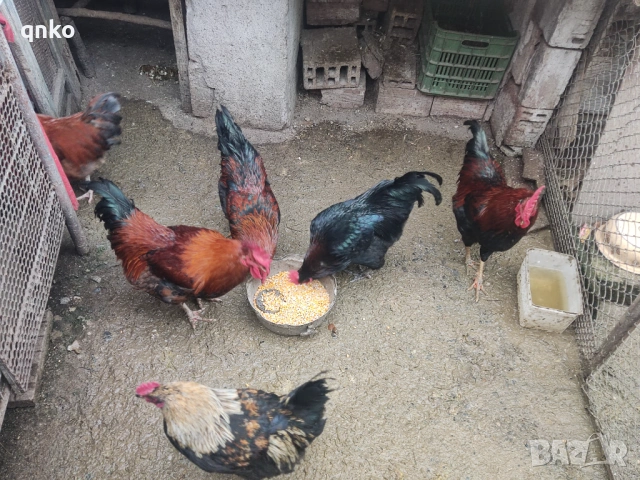 Продавам петли