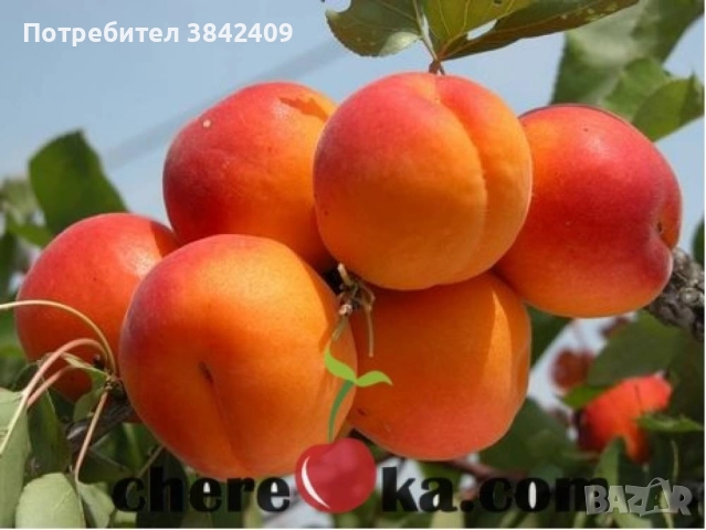 Кайсиеви дръвчета – Унгарска, Албена, Сливо-кайсиев хибрид, снимка 1