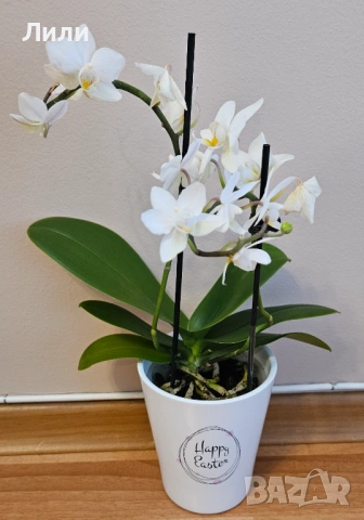 Орхидея фаленопсис мултифлора 
