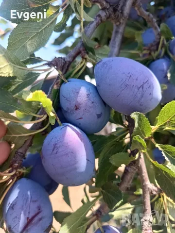 Сини сливи Стенли 