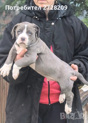 Американско Були Хл/American Bully XL , снимка 16 - Питбул - 52325603