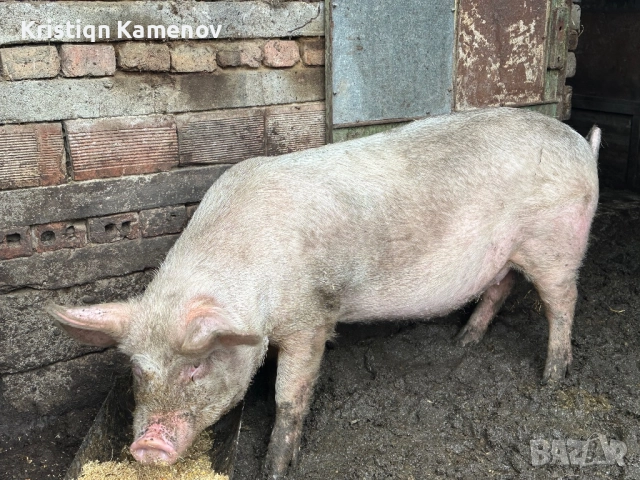 Продавам прасе, снимка 2 - Прасета - 52835240