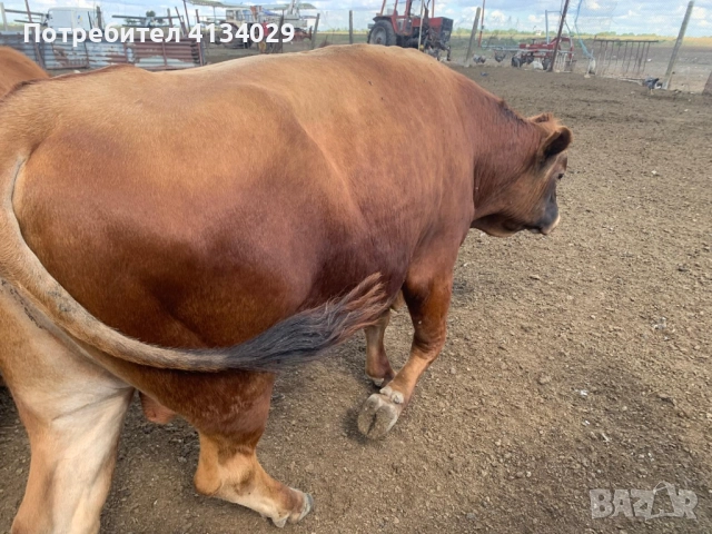 продавам мъжко угоено месодайно теле,пасищно отглеждано, снимка 2 - Крави - 51837957