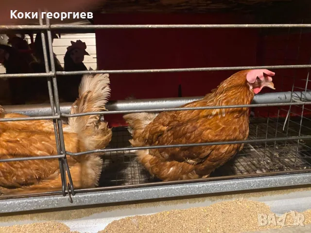 кокошки носачки ломан Браун за яйца 