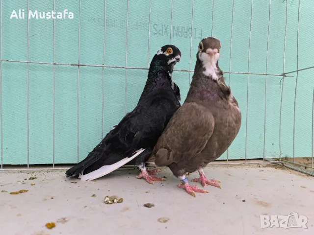 Африканска сова , снимка 10 - Гълъби - 50071282