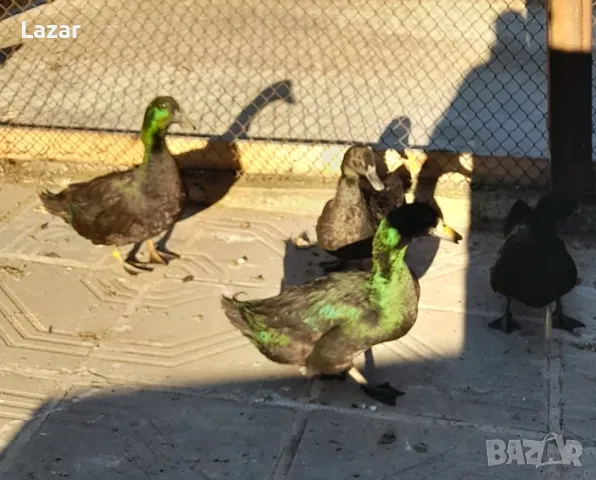 Продавам Смарагдови патици, снимка 2 - други­ - 48842978