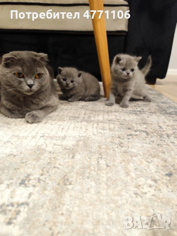 Британски късокосмести женски котета, снимка 2 - Британска късокосместа - 53904101