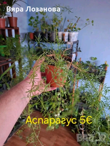 Различни видове цветя, снимка 8 - Стайни растения - 53273122