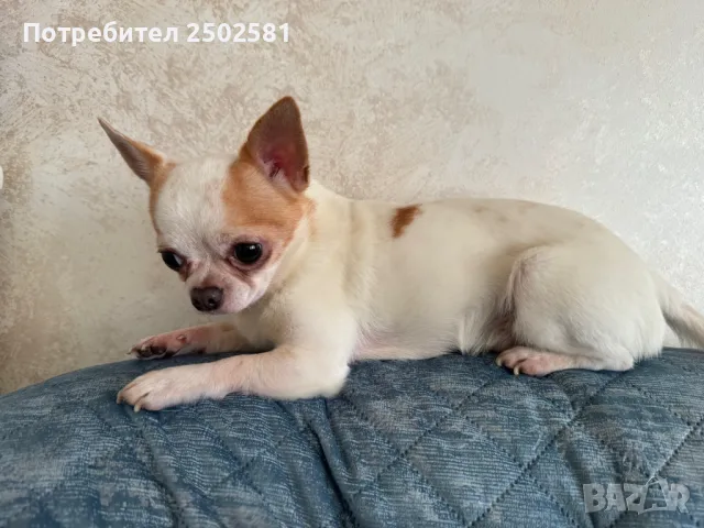Мъжко чихуахуа за разплод, снимка 1