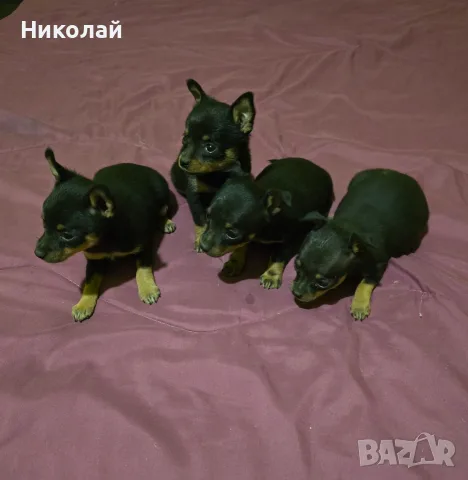 Продавам мини пинчер 