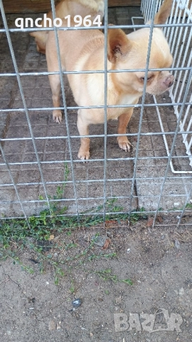 чихуахуа мъжки 